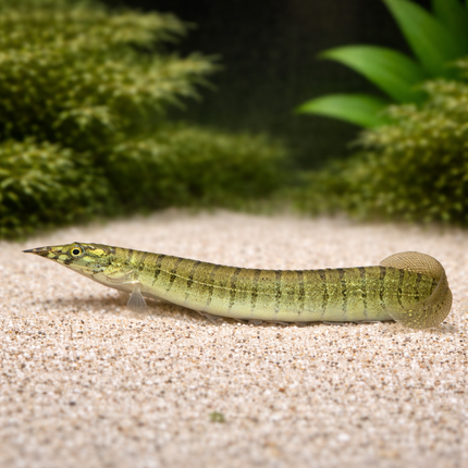 Spiny zebra eel 3-4"