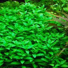 Compact Staurogyne Repens Live Aquarium Plant – Hardy Green Foreground Aquatic Decor