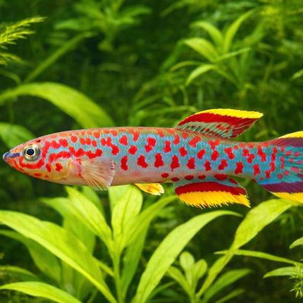 Aphyosemion p82 Steel blue killifish 3-4cm