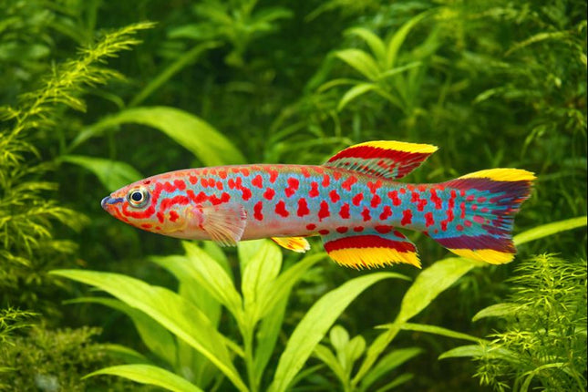 Aphyosemion p82 Steel blue killifish 3-4cm