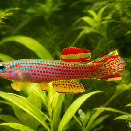 Aphyosemion striatum 3-4cm