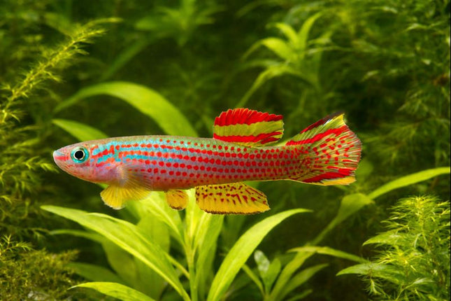 Aphyosemion striatum 3-4cm