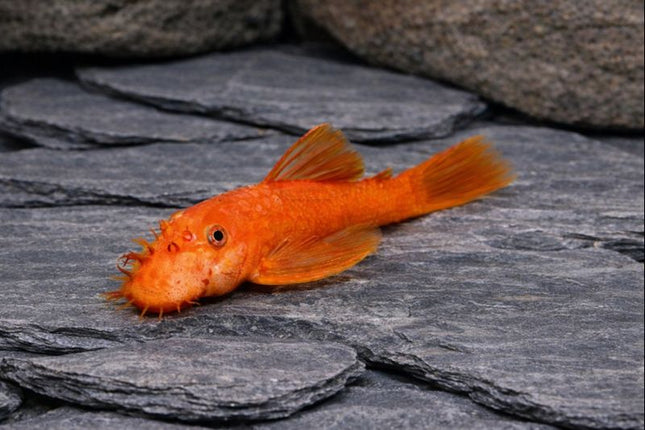 Pleco L144 super red 4-5cm