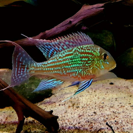 Geophagus Sveni Cichlid 2" & 4"