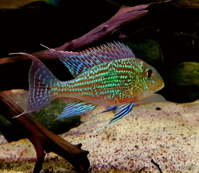Geophagus Sveni Cichlid 2" & 4"