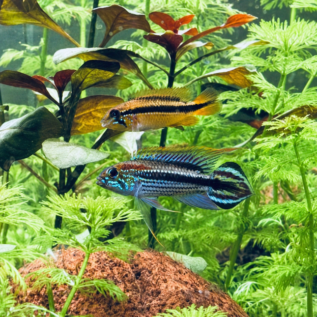 Apistogramma agassizii "Tefe Red Back" 3-4cm