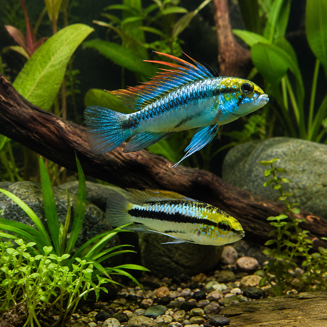 Apistogramma trifasciata 3-4cm