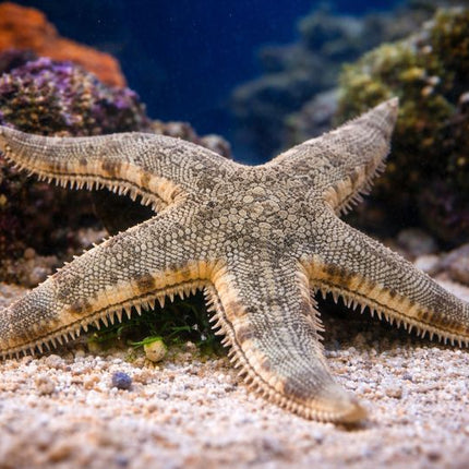 Sand sea star 8-15cm