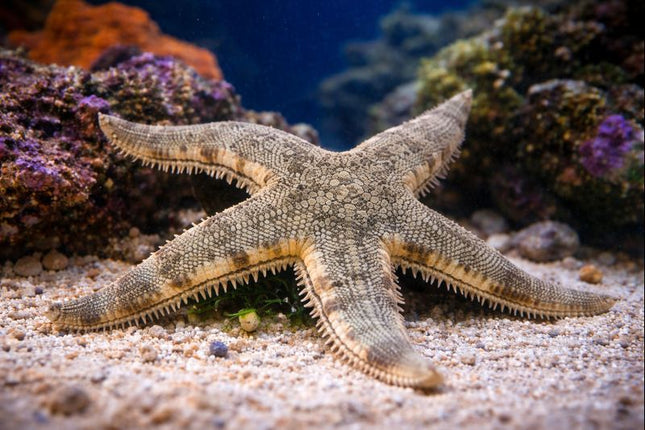Sand sea star 8-15cm