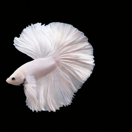 Betta male Halfmoon white 4cm