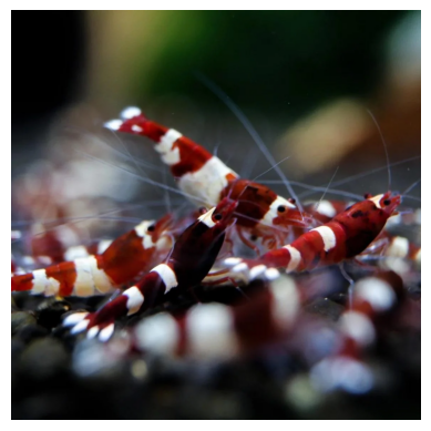 Wine red shrimp 1cm