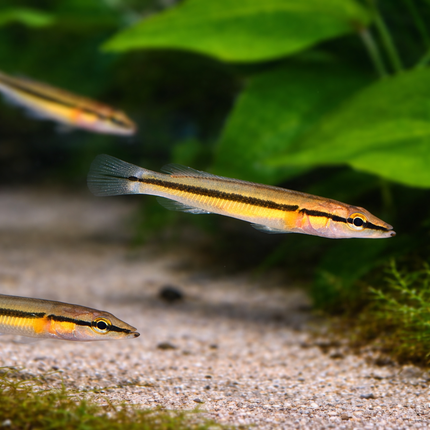 Crenicichla zebrina 8-10cm