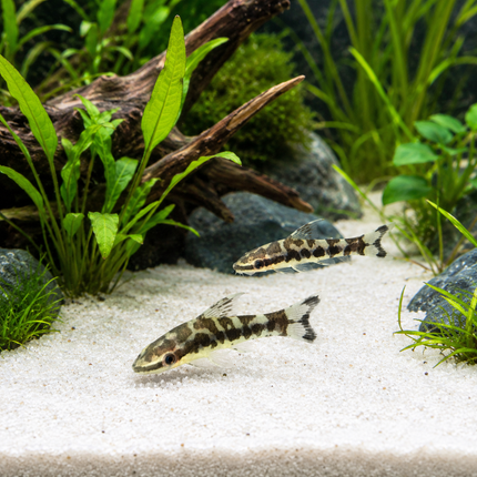 Otocinclus zebra 2-3cm