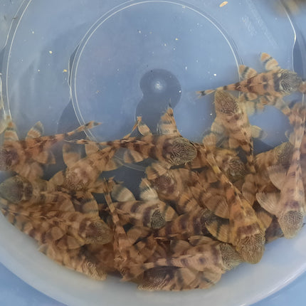 Pleco L397 red tiger 4.5-5cm