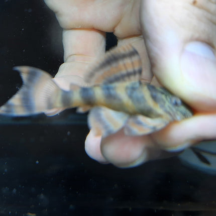 Pleco L397 red tiger 4.5-5cm