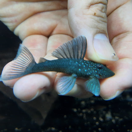 Pleco L128 4-5cm