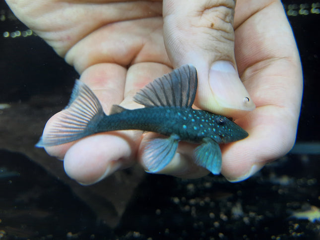 Pleco L128 4-5cm