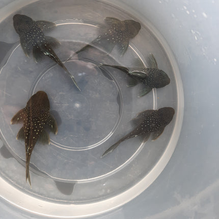 Pleco L128 4-5cm