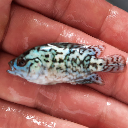 Electric blue dempsey 5cm x 5pc