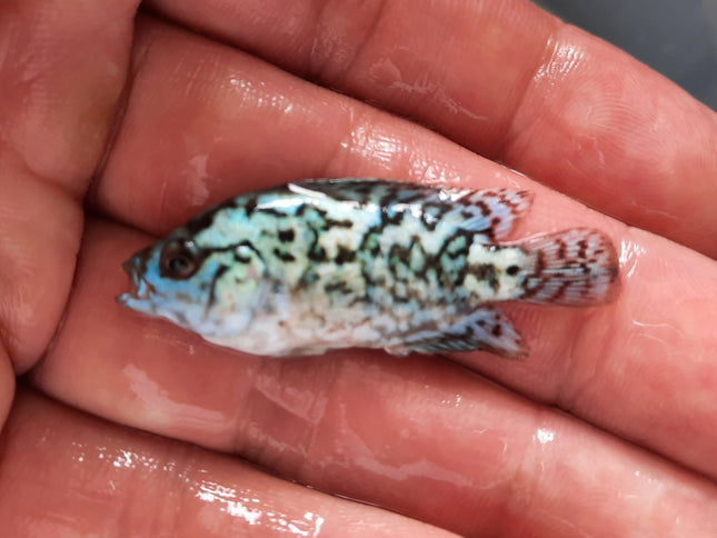 Electric blue dempsey 5cm x 5pc