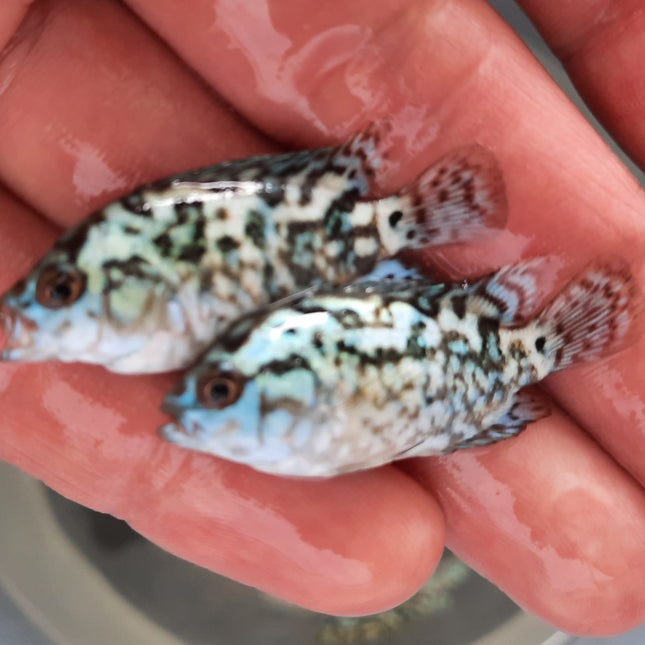 Electric blue dempsey 5cm x 5pc