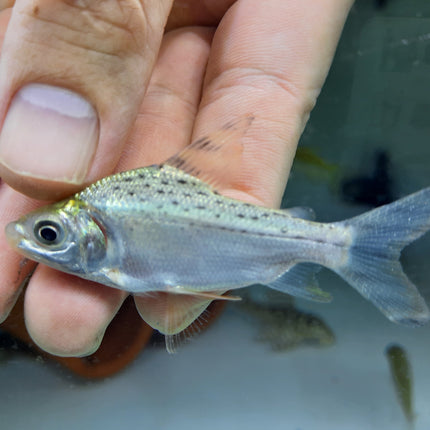 Red tail prochilodus 10-12cm