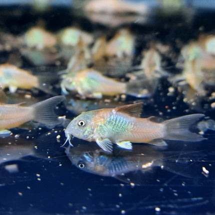 Corydoras Orange Venezuela 2.5cm