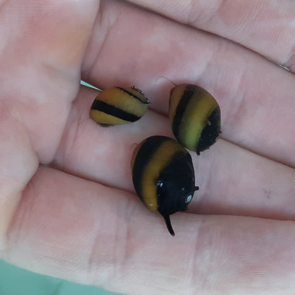 Bumblebee horned snail