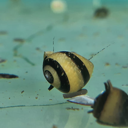 Bumblebee horned snail