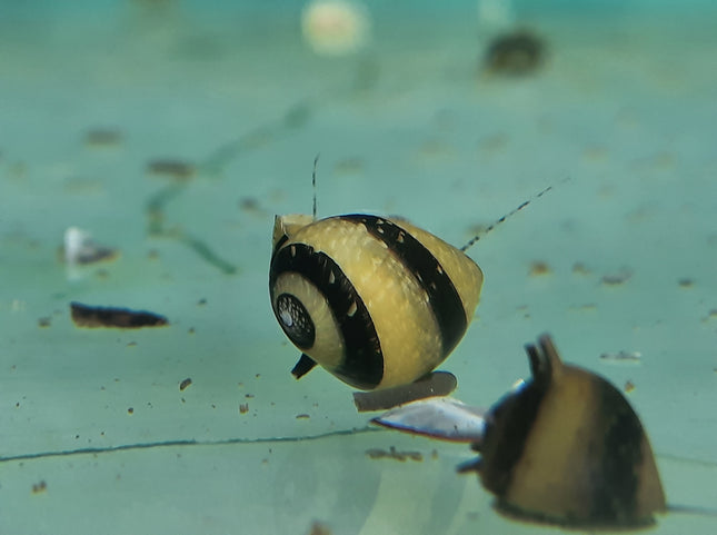 Bumblebee horned snail
