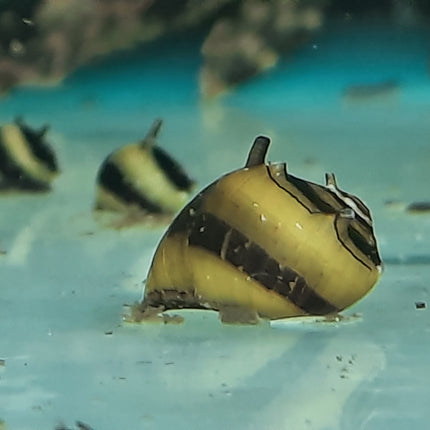 Bumblebee horned snail