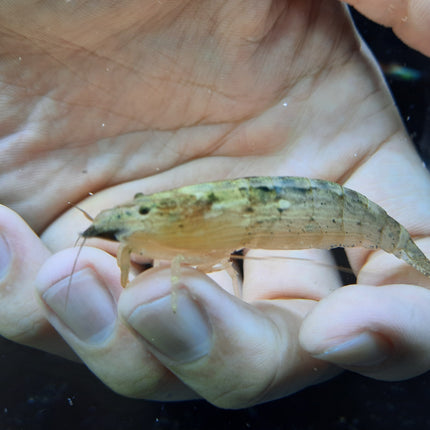 Bamboo Shrimp 6-7cm
