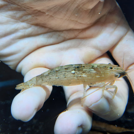 Bamboo Shrimp 6-7cm