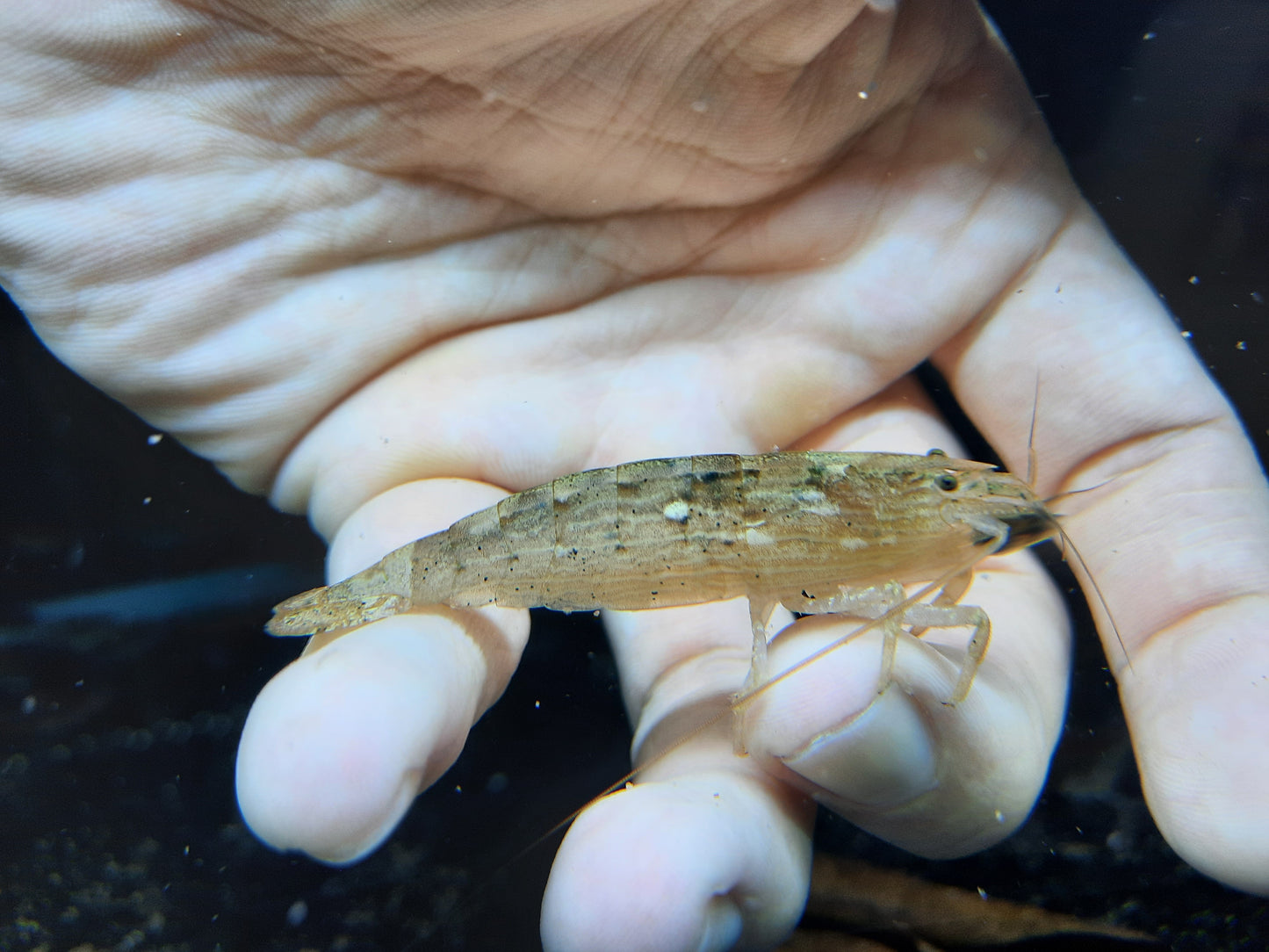 Bamboo Shrimp 6-7cm