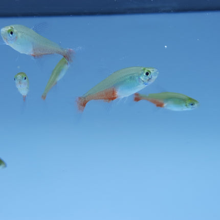Green fire tetra 2cm