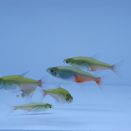 Green fire tetra 2cm