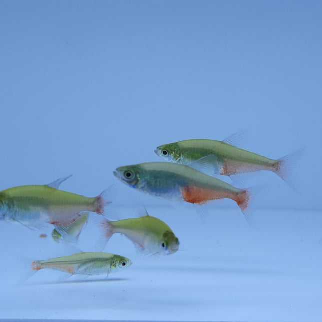 Green fire tetra 2cm