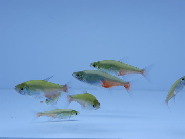 Green fire tetra 2cm