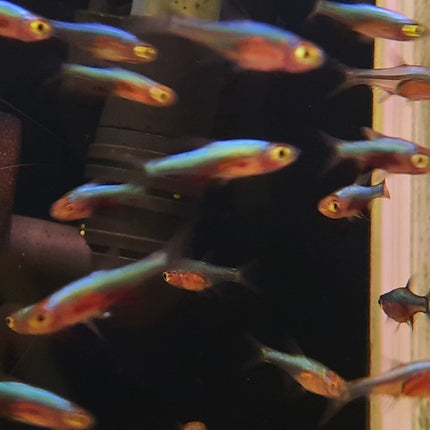 Blue axelrodi rasbora 2.5cm