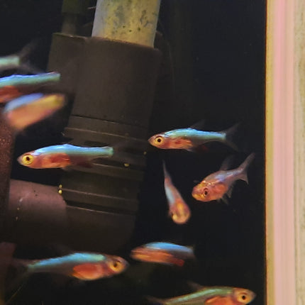 Blue axelrodi rasbora 2.5cm