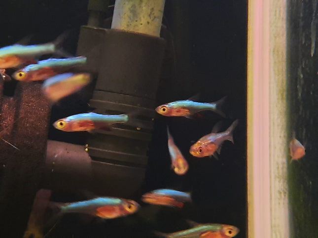 Blue axelrodi rasbora 2.5cm