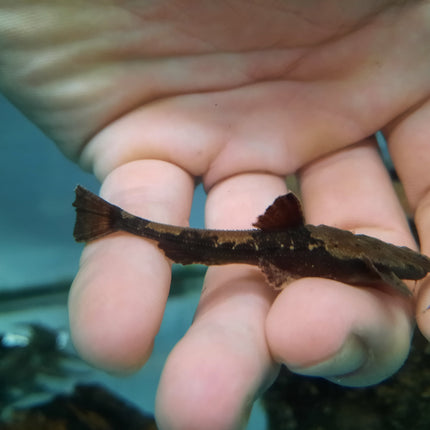 Banjo catfish 6-7cm