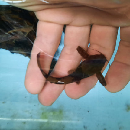 Banjo catfish 6-7cm