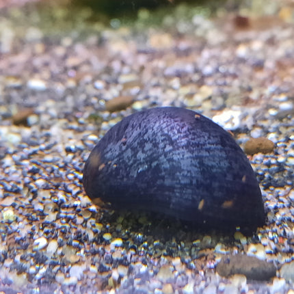 Purple helmet snail