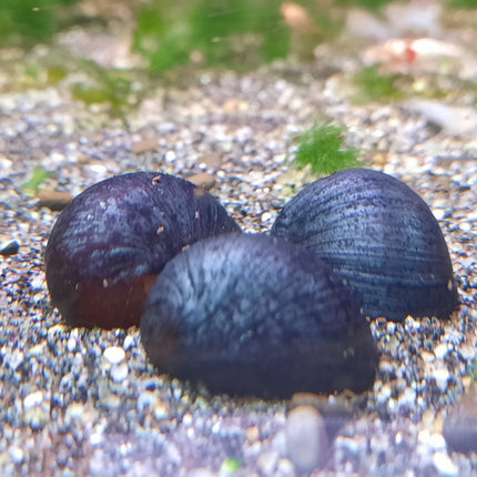 Purple helmet snail