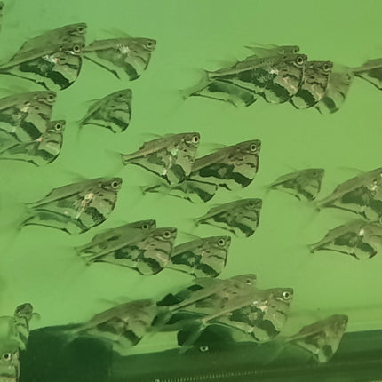 Marble hatchetfish 2.5-3cm