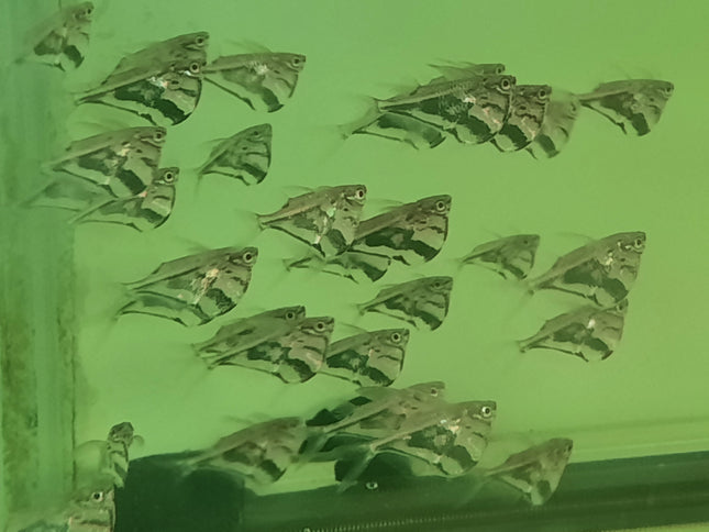 Marble hatchetfish 2.5-3cm