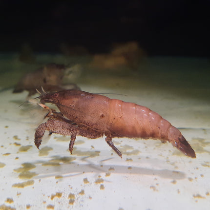 Cameroon fan shrimp 5-6cm