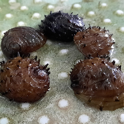 Sea mine snails 1.5-2cm