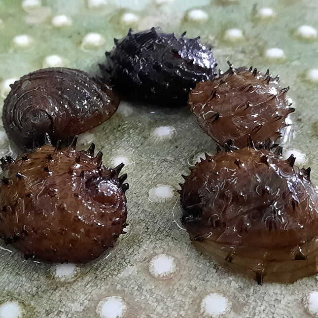 Sea mine snails 1.5-2cm